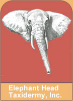 Elephant Head Taxidermy