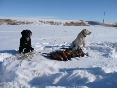 Labs and Pheasant