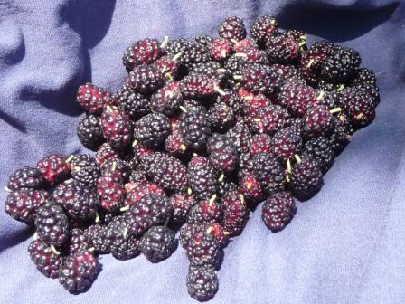 Mulberries from the Orchard