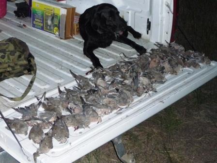 Trigger Guarding the Doves