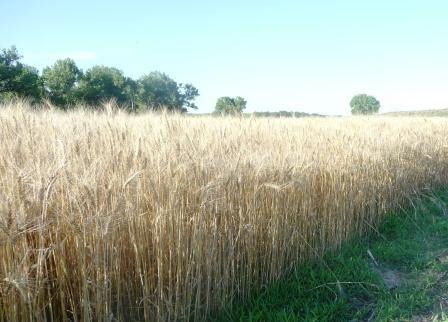 Winter Wheat Ready for Harvest