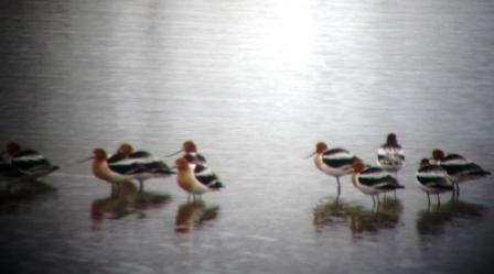American Avocets