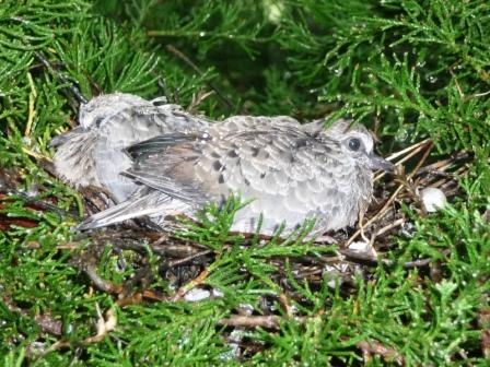 Baby Doves