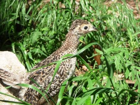 Baby Pheasant