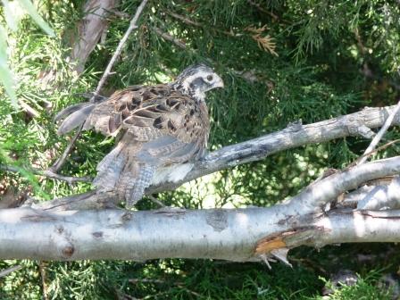 Baby Quail