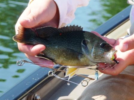 Bluegill