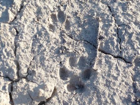 Bobcat Tracks