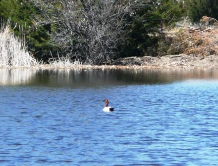 Canvasback Duck