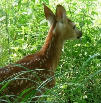 Deer Fawn