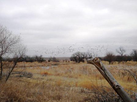 Ducks on Restored Wetlands