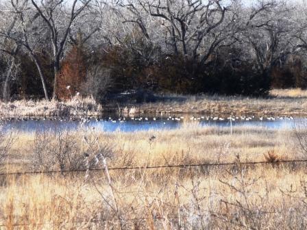 Geese on Canvasback Pond
