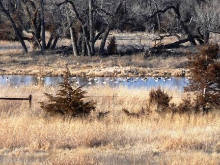 Geese on Canvasback Pond