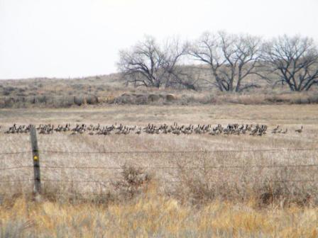 Geese on Farm Ground