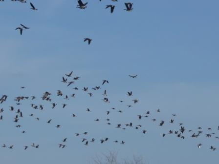 Geese on Horseshoe Pond