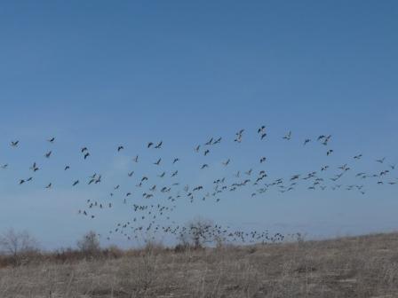 Geese on Horseshoe Pond