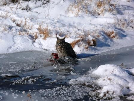 Great Horned Owl Feeding on a Blue Heron