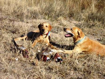 J and Z and SLR pheasants