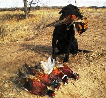 Pheasant Hunt