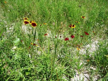 Plains Coreopsis