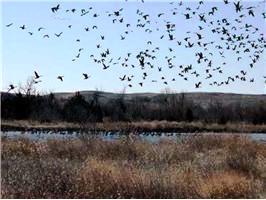 Waterfowl at SLR