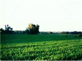 Winter Wheat
