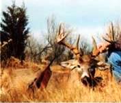 a Nice Buck Taken at SLR