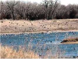 Waterfowl at SLR