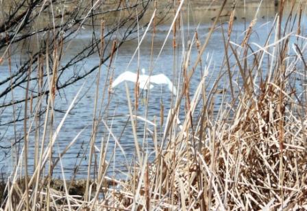 Snowy Egret