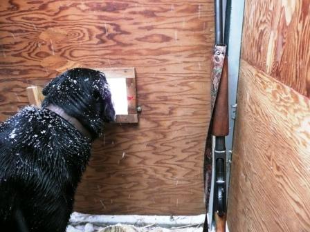Trigger Surveying the Scene on Duck Blind Pond
