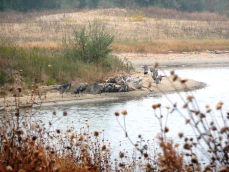 Turkeys at the Beach