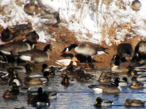 White Mallard