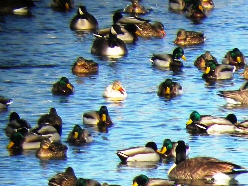 White Mallard