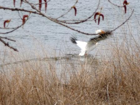 White Pelican