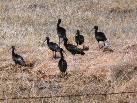 White-Faced Ibis