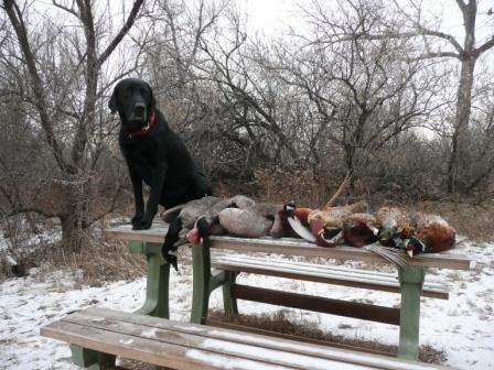 Trigger with a Mess of Ducks & Geese