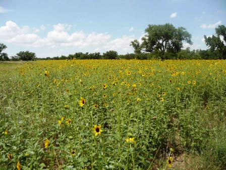 West Food Plot